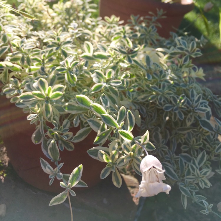 Plant image Silene 'Druett's Variegated'