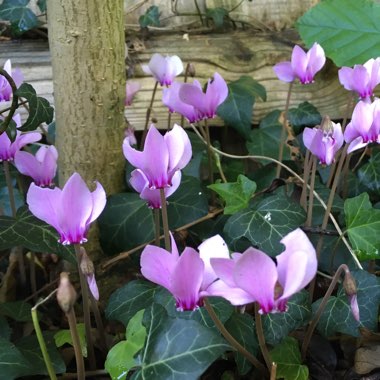 Cyclamen purpurascens syn. Cyclamen europaeum