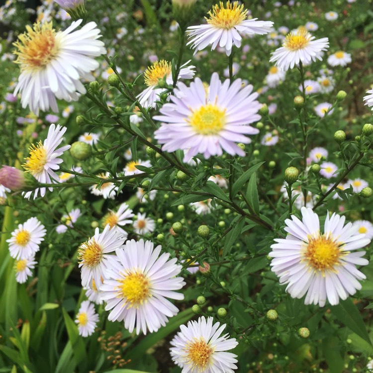 Plant image Aster x frikartii 'Flora's Delight'