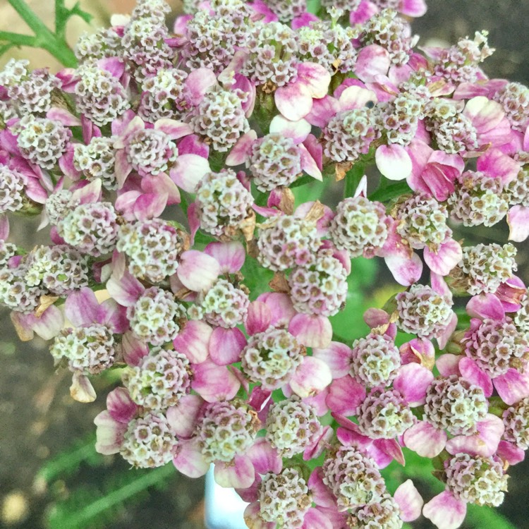 Plant image Achillea Millefolium 'Colorado' (Mix)