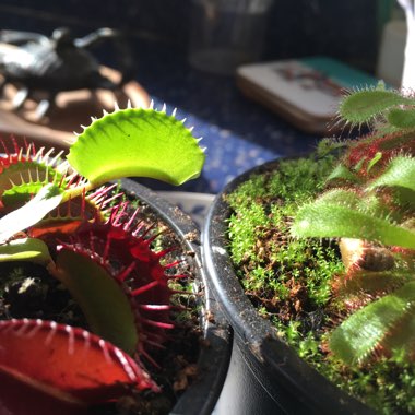 Dionaea muscipula