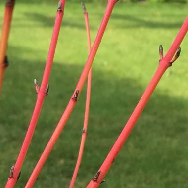 Cornus sanguinea 'Winter flame'