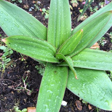 Allium giganteum