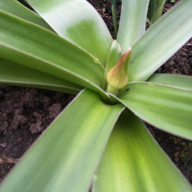 Allium giganteum