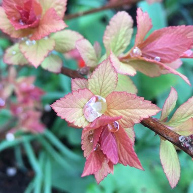 Spiraea japonica 'Goldflame' syn. Spiraea x bumalda 'Goldflame'