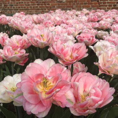 Tulipa 'Peach Blossom'