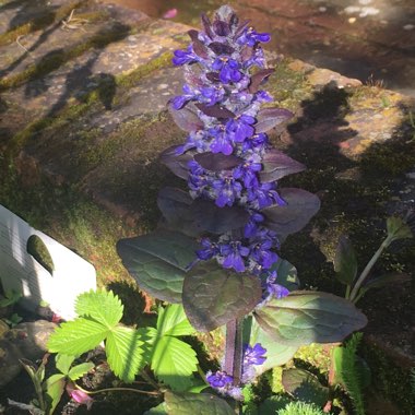 Ajuga reptans