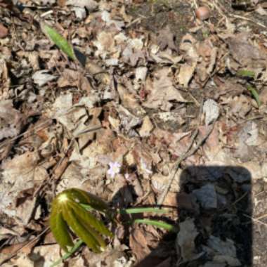 Podophyllum peltatum