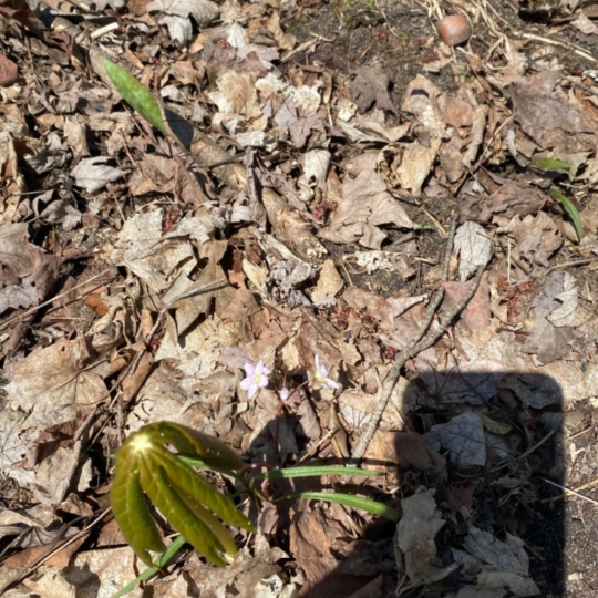 Plant image Podophyllum peltatum