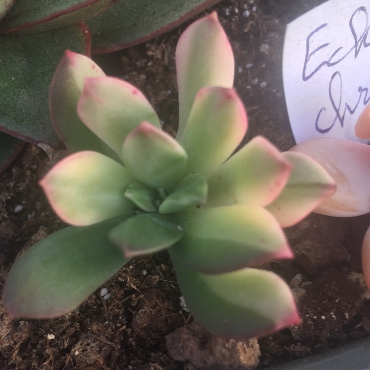 Plant image Echeveria Minibelle