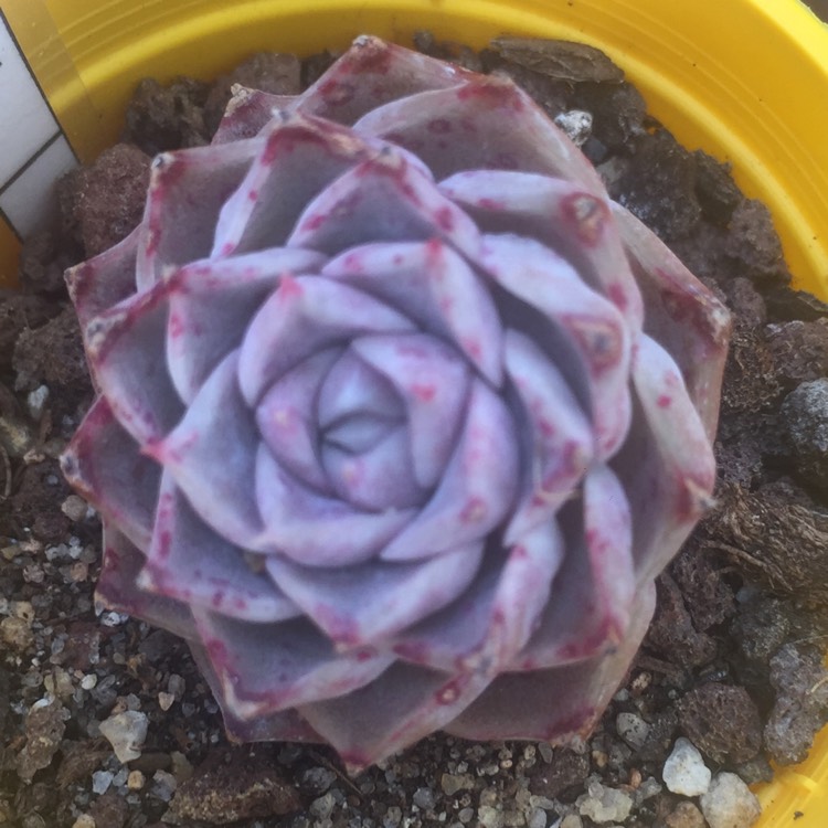 Plant image Echeveria Hyalina