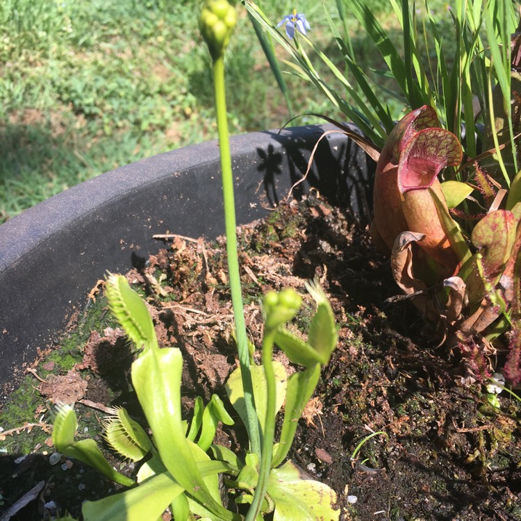 Plant image Dionaea muscipula 'Dente Flytrap'