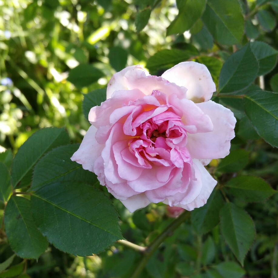 Plant image Rosa 'Félicité Perpétue' syn. Rosa 'Félicité et Perpétue', Rosa 'Lily Ito', Rosa 'Seven Sisters'