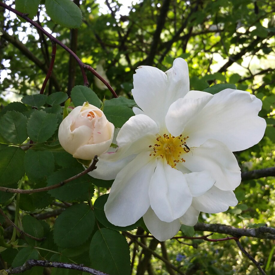 Plant image Rosa 'Nevada'