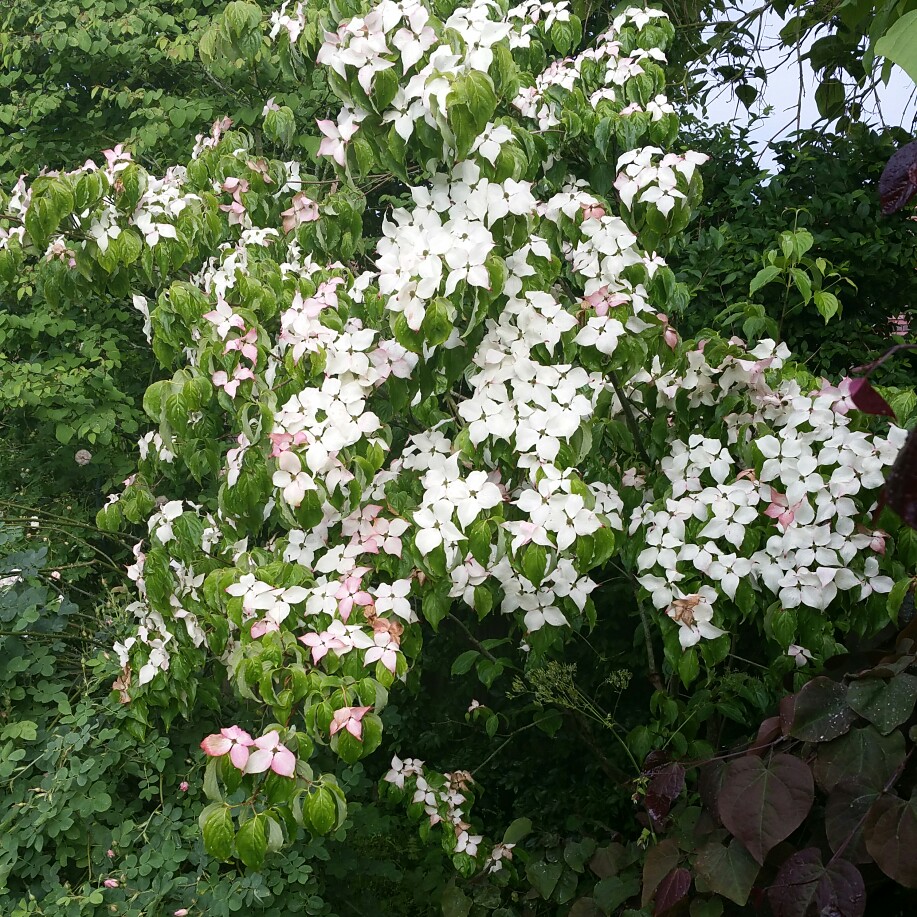 Plant image Cornus Ormonde