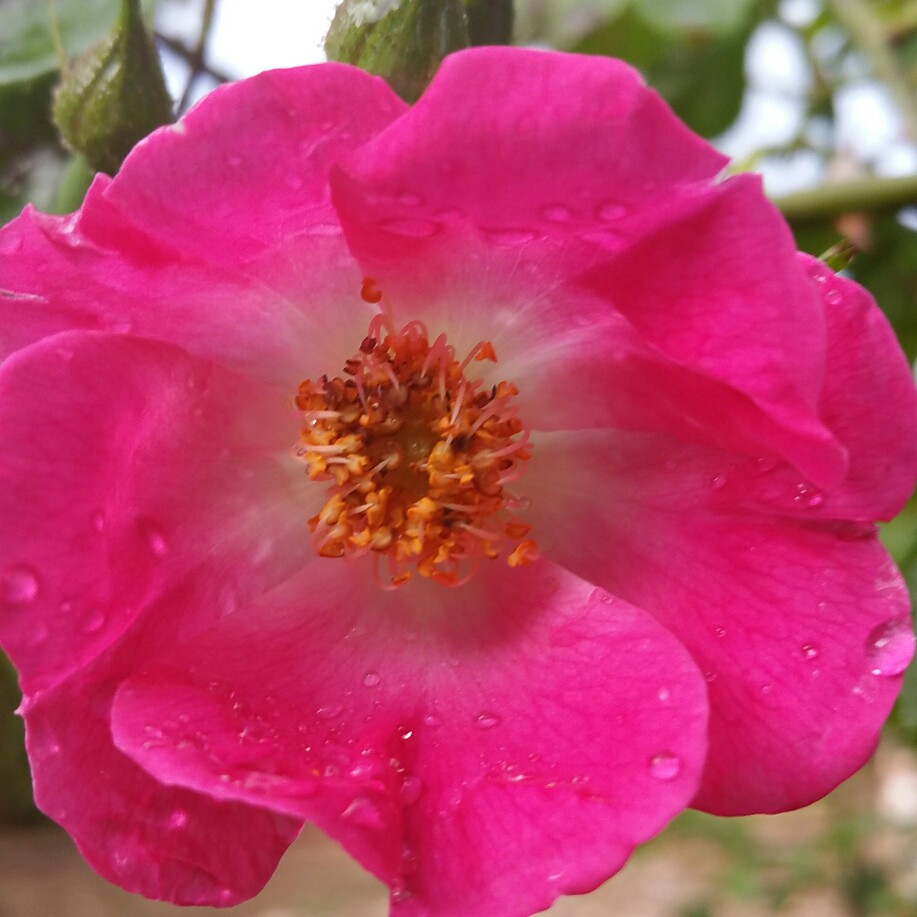 Plant image Rosa 'American Pillar'