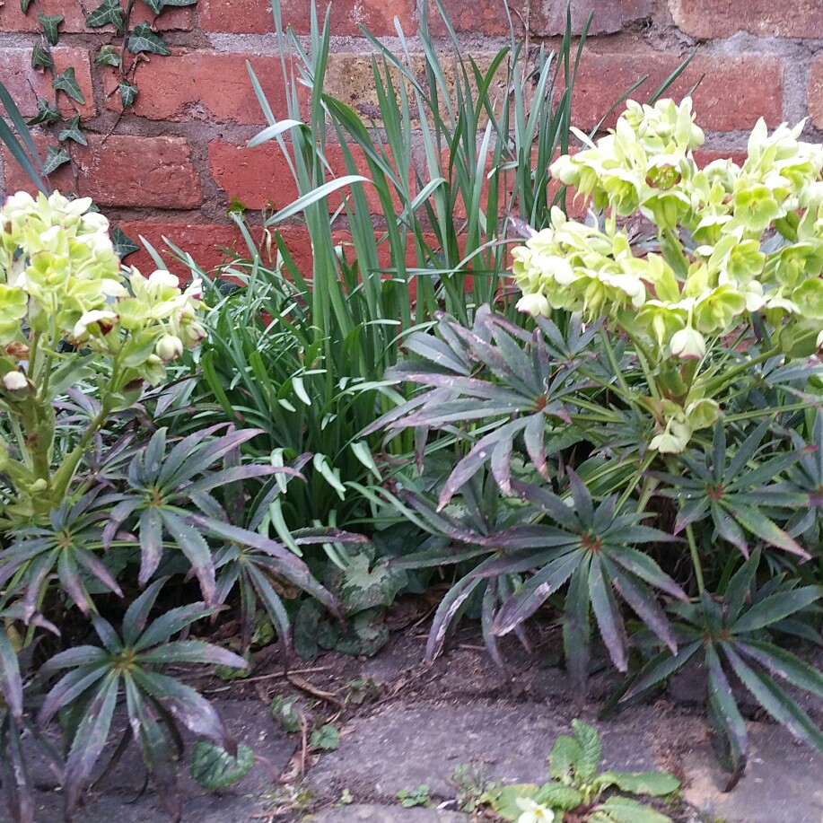 Plant image Helleborus foetidus