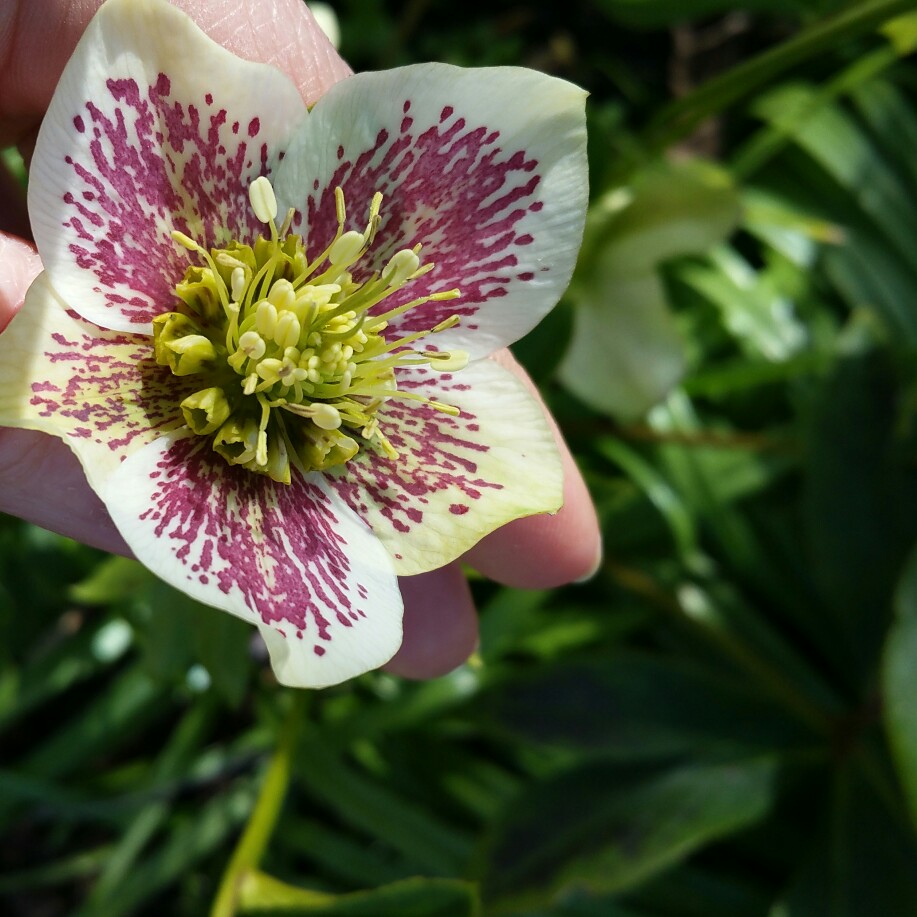 Helleborus