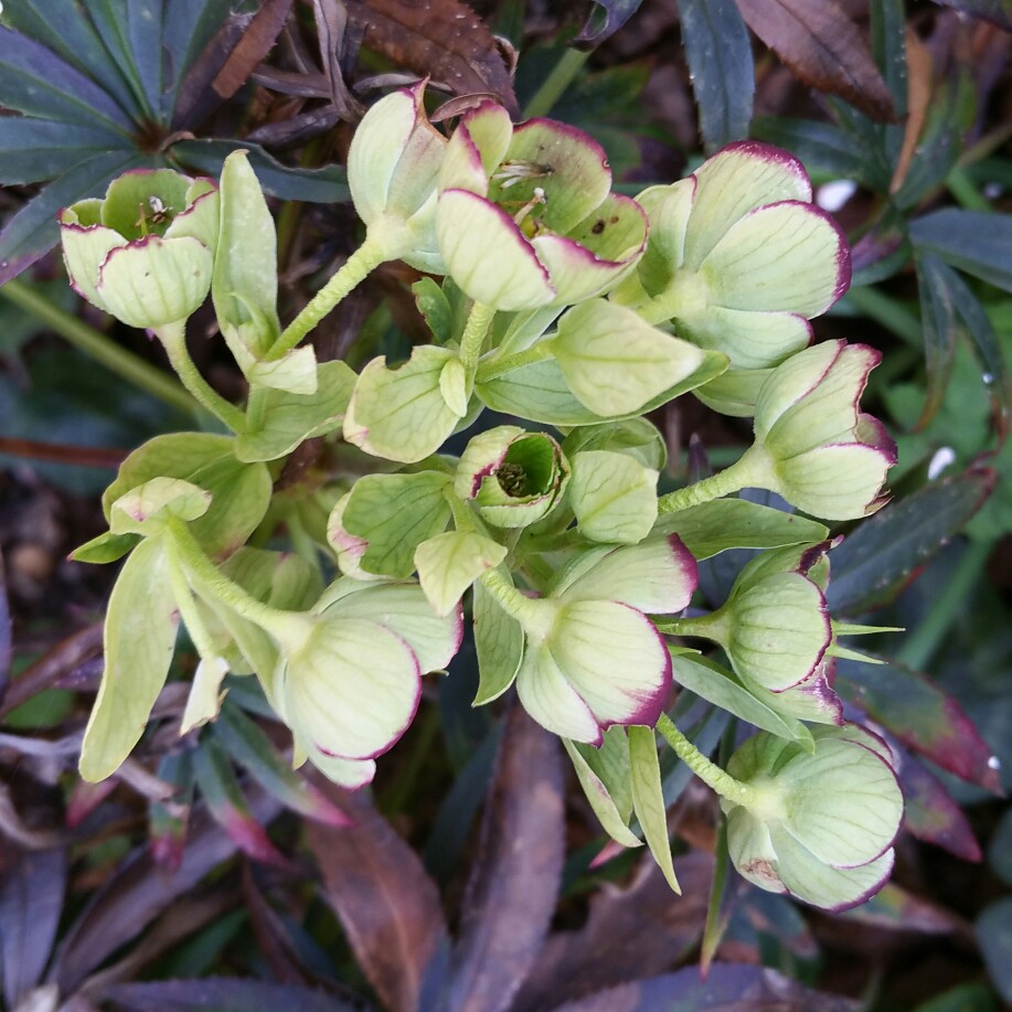 Helleborus foetidus