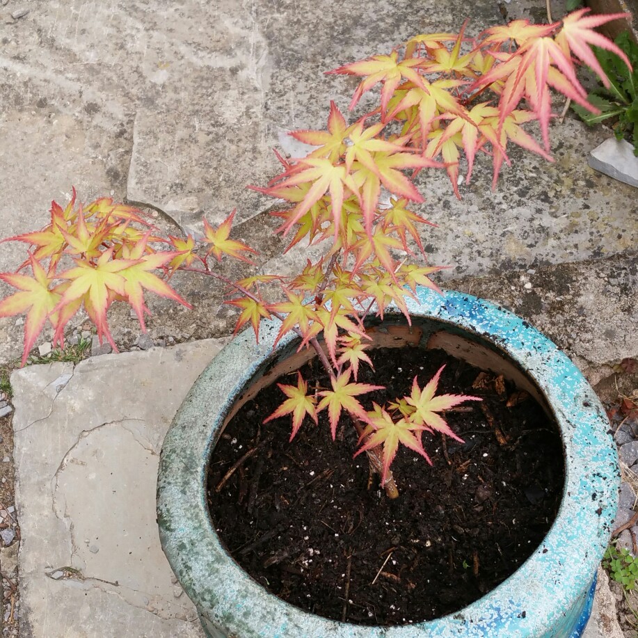 Plant image Acer Palmatum 'Phoenix'