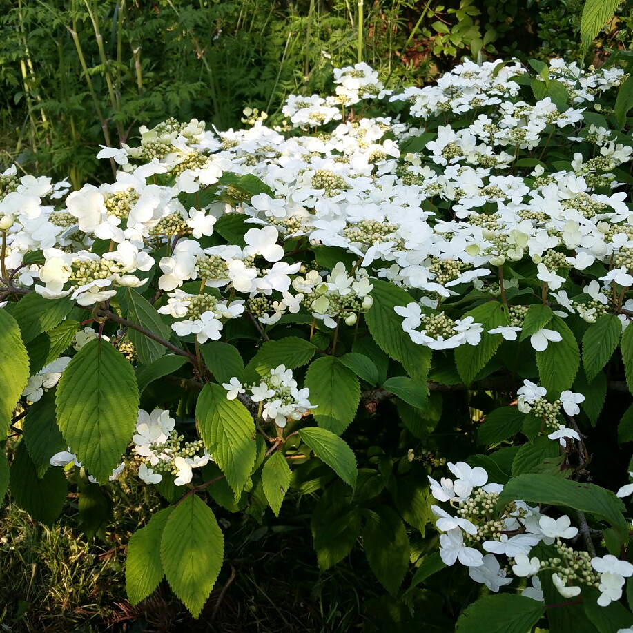 Plant image Viburnum plicatum f. tomentosum 'Mariesii' syn. Viburnum mariesii