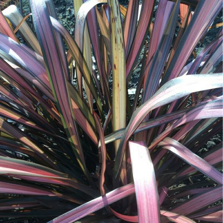 Plant image Phormium 'Evening Glow'