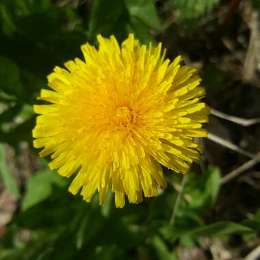 Dandelion