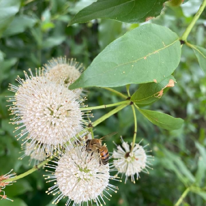 Plant image Cephalanthus occidentalis