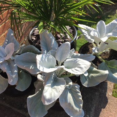 Senecio Angel Wings