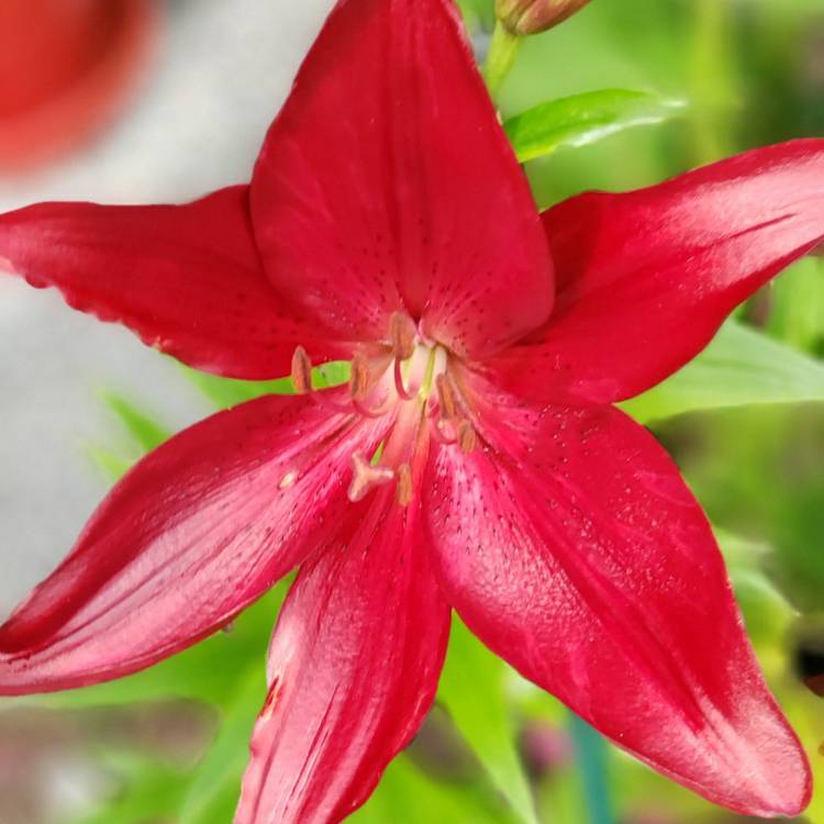 Plant image Lilium 'Landini'