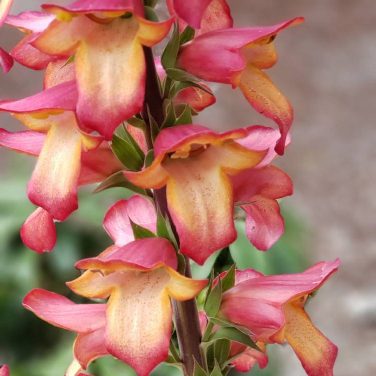 Plant image Digitalis 'Illumination Flame'