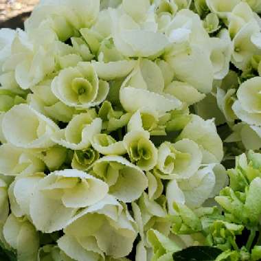 Hydrangea arborescens 'Annabelle'