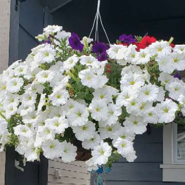 Petunia 'SunPassion™ White'