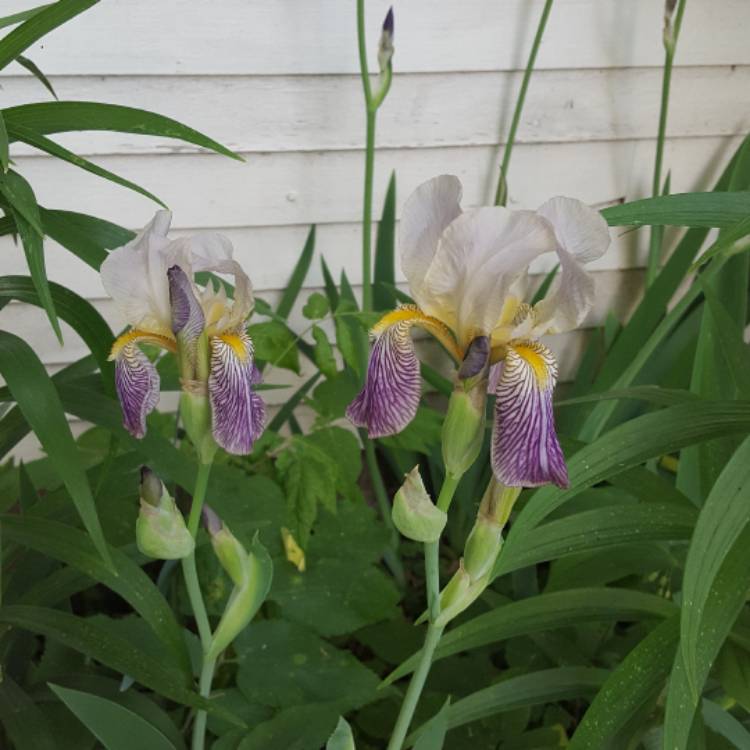 Plant image Iris x germanica 'Millennium Falcon'