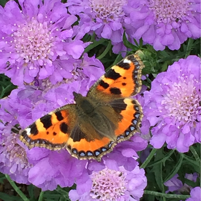 Scabious