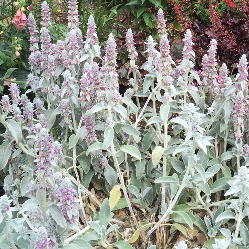 Lamb's Ear