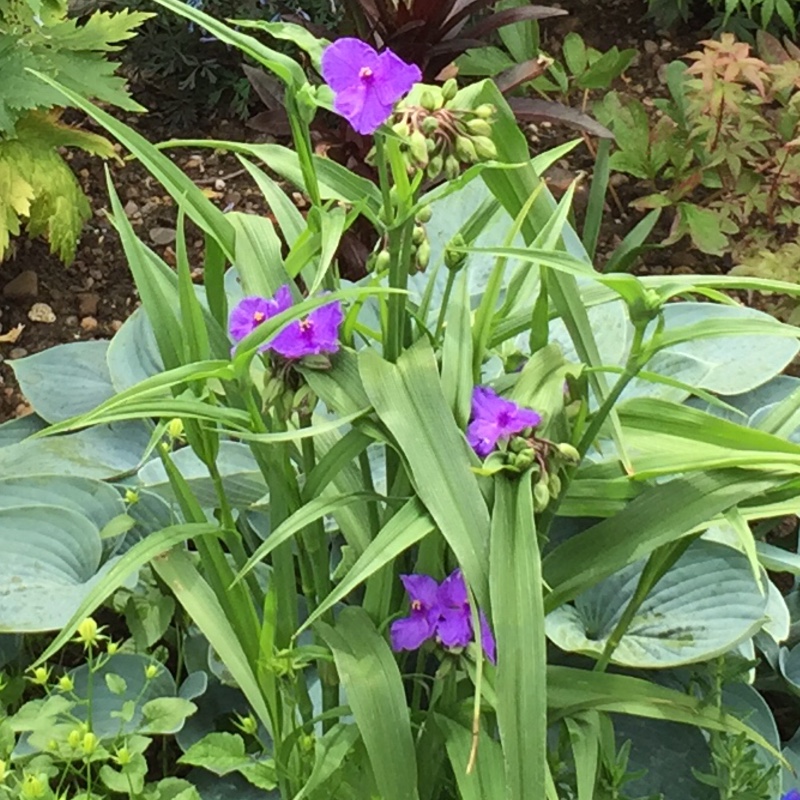 Spiderwort 'Purple Dome'