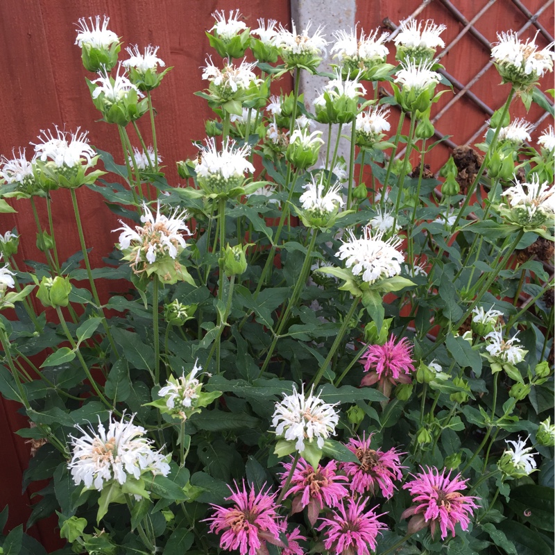 Bergamot 'Mahogany'