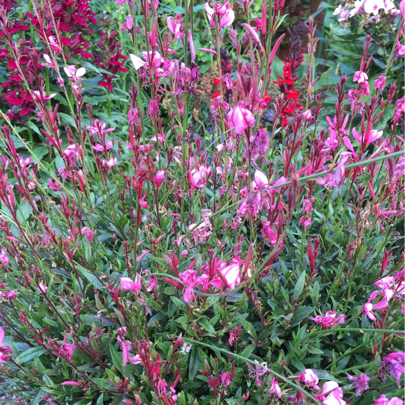 Plant image Oenothera lindheimeri 'Gaudros' (Geyser Series) syn. Oenothera lindheimeri 'Geyser Pink', Gaura lindheimeri 'Geyser Pink'