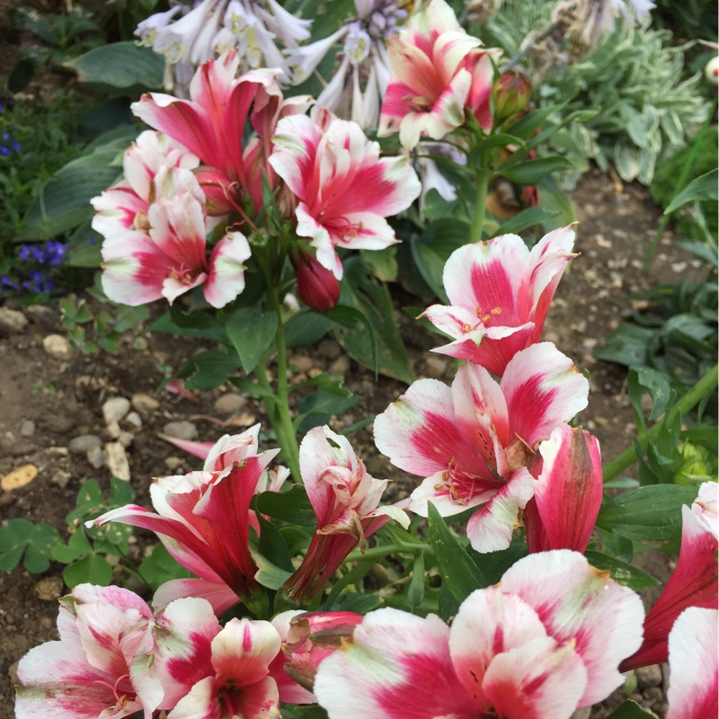 Peruvian Lily 'Apollo'