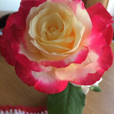 Rose (Hybrid Tea)