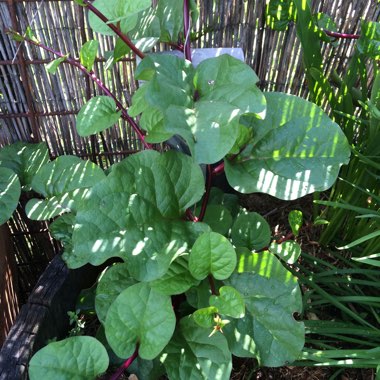 Malabar Spinach