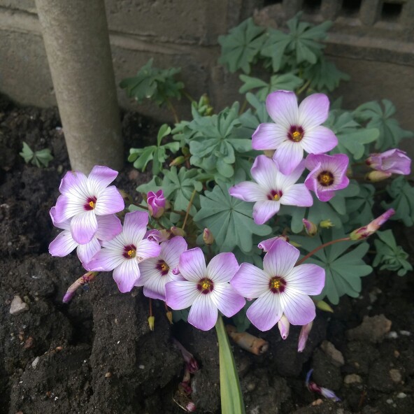 Plant image Oxalis acetosella var. rosea