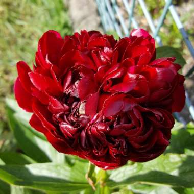 Paeonia officinalis 'Rubra Plena'