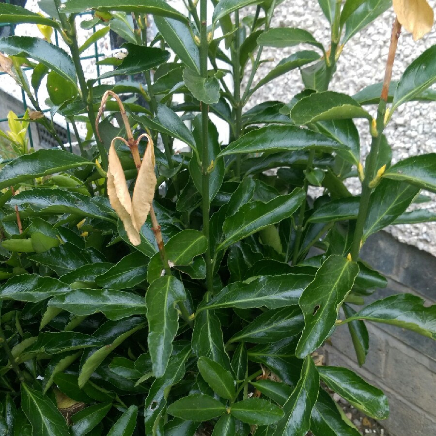 Plant image Euonymus japonicus 'Green Spire'