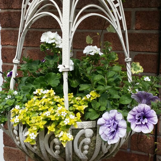 Trailing Double Petunia