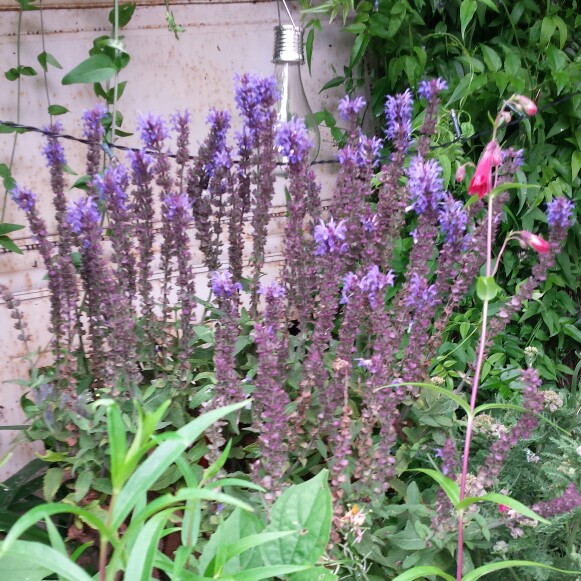 Plant image Salvia x sylvestris 'Blauhugel' syn. Salvia nemorosa 'Blue Mound', Salvia nemorosa 'Blauhugel', Salvia 'Blue Hills'