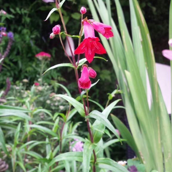 Plant image Penstemon 'Phoenix Red'