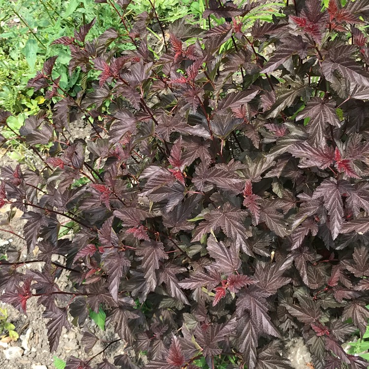 Plant image Physocarpus opulifolius 'Minall2' syn. Physocarpus opulifolius 'All Black'