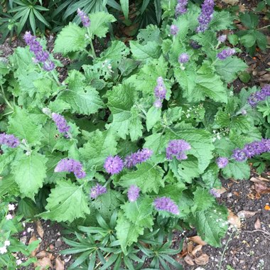 Salvia verticillata 'Purple Rain'